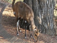Marion, Romane South Africa 2014 (11 of 19) : KNP Letaba, Marion visit